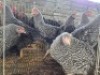 8 X KOEKOEK ROOSTER ADEO CLOETE (Per animal to take the lot)