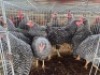 10 X KOEKOEK ROOSTER ADEO CLOETE (Per animal to take the lot)