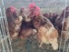 5 X HIGH LINERS HEN ADEO CLOETE (Per animal to take the lot)