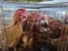 5 X HIGH LINERS HEN ADEO CLOETE (Per animal to take the lot)