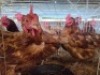 5 X HIGH LINERS HEN ADEO CLOETE (Per animal to take the lot)