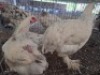 3 X SPLASH BRAHMANS ROOSTER & HEN ADEO CLOETE (Per animal to take the lot)