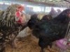 4 X BRAHMAN ROOSTER ADEO CLOETE (Per animal to take the lot)
