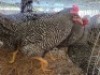 5 X KOEKOEK ROOSTER ADEO CLOETE (Per animal to take the lot)