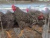5 X KOEKOEK ROOSTER ADEO CLOETE (Per animal to take the lot)