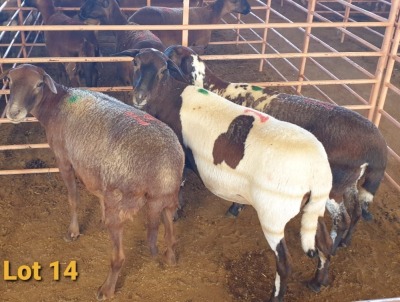 LOT 14 3X MEATMASTER OOI/EWE OSVLEY MEATMASTERS (PER STUK OM LOT TE NEEM/PER PIECE TO TAKE THE LOT)