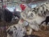 3 X SPLASH BRAHMANS ROOSTER & HEN ADEO CLOETE (Per animal to take the lot)