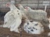 3 X SPLASH BRAHMANS ROOSTER & HEN ADEO CLOETE (Per animal to take the lot)