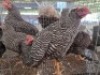 8 X KOEKOEK ADEO CLOETE (Per animal to take the lot)