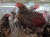4 X BRAHMAN ROOSTER ADEO CLOETE (Per animal to take the lot)