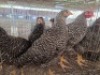 8 X KOEKOEK ADEO CLOETE (Per animal to take the lot)