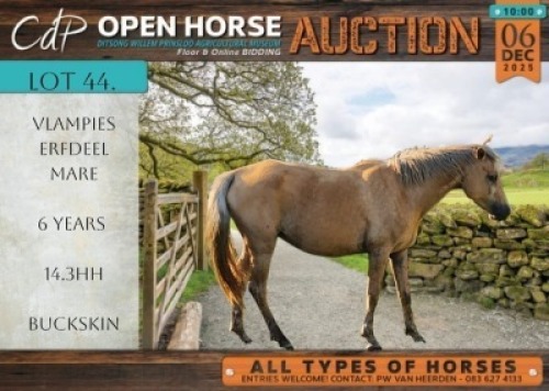 1 X HORSE VLAMPIES ERFDEEL SA BOERPERD MARE / MERRIE MARNIQUES