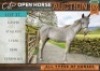 1 X HORSE CASPER STALLION / HINGS MARNIQUES