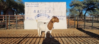 1 X BOERBOK OOI/EWE BOOYSEN BDY - KUDDE KLEUR