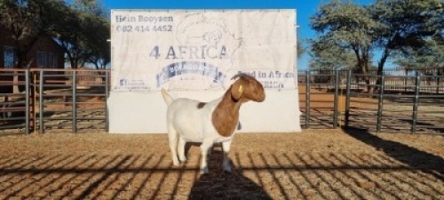 1 X BOERBOK OOI/EWE BOOYSEN BDY - KUDDE KLEUR