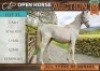 1 X HORSE CASH STALLION / HINGS MARNIQUES