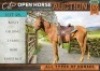 1 X HORSE RUSTY GELDING / REUN DANTIE DE LEEUW