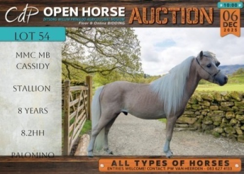 1 X HORSE MMC MB CASSIDY MINIATURE HORSE STALLION / HINGS MARNIQUES