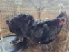 5 X BLACK ORPINGTONS HEN (Per animal to take the lot)