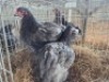 3 X BLUE LACED ORPNGTONS HEN (Per animal to take the lot)