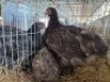 2 X CHOCOLATE ORPINGTONS HEN (Per animal to take the lot)