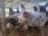 4 X SPLASH ORPINGTONS HEN (Per animal to take the lot)