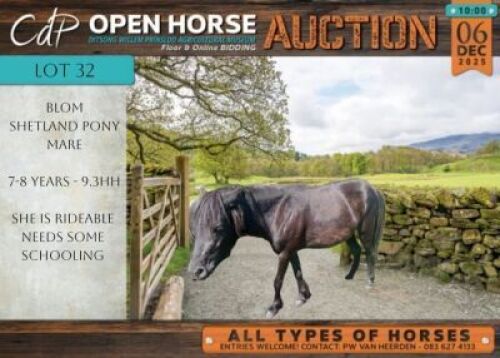 1 X HORSE BLOM SHETLAND PONY MARE / MERRIE VILJOEN LIVESTOCK TRADERS