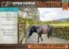 1 X HORSE BLOM SHETLAND PONY MARE / MERRIE VILJOEN LIVESTOCK TRADERS