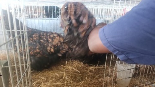 3 X GOLDEN LACE EMMIE HELBERG (Per animal to take the lot)