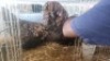 3 X GOLDEN LACE EMMIE HELBERG (Per animal to take the lot)