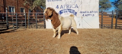 1 X BOERBOK RAM BOOYSEN BDY - STOET