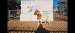 1 X BOERBOK OOI/EWE BOOYSEN BDY - STOET