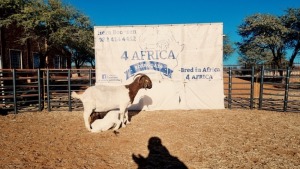 1 X BOERBOK OOI/EWE BOOYSEN BDY - KUDDE SPEEN