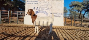 1 X BOERBOK OOI/EWE BOOYSEN BDY - KUDDE KLEUR