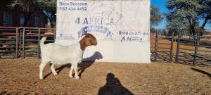 1 X BOERBOK OOI/EWE BOOYSEN BDY - STOET