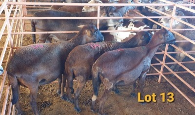 LOT 13 3X MEATMASTER OOI/EWE OSVLEY MEATMASTERS (PER STUK OM LOT TE NEEM/PER PIECE TO TAKE THE LOT)