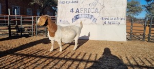 1 X BOERBOK OOI/EWE BOOYSEN BDY - STOET