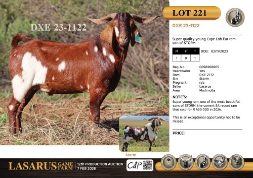1X Super quality young Cape Lob Ear ram son of STORM Lasarus Game Farm