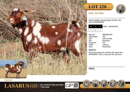1X Super quality young Cape Lob Ear ram son of ESPERADO Lasarus Game Farm