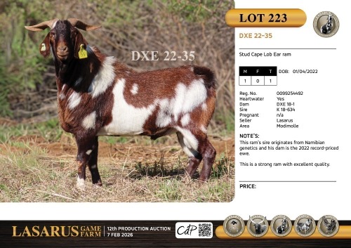1X Stud Cape Lob Ear ram Lasarus Game Farm