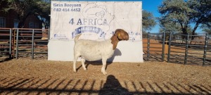 1 X BOERBOK OOI/EWE BOOYSEN BDY - STOET