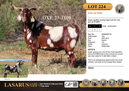 1X Super quality young Cape Lob Ear ram son of STORM Lasarus Game Farm