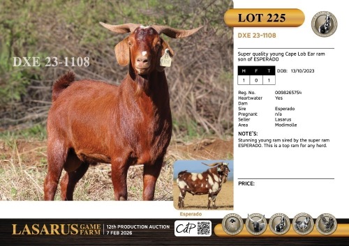 1X Super quality young Cape Lob Ear ram son of ESPERADO Lasarus Game Farm