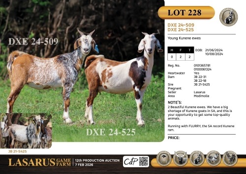 2X Young Kunene ewes Lasarus Game Farm (Pay per Animal)