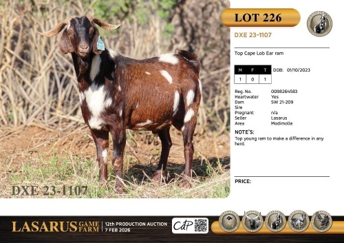 1X Top Cape Lob Ear ram Lasarus Game Farm