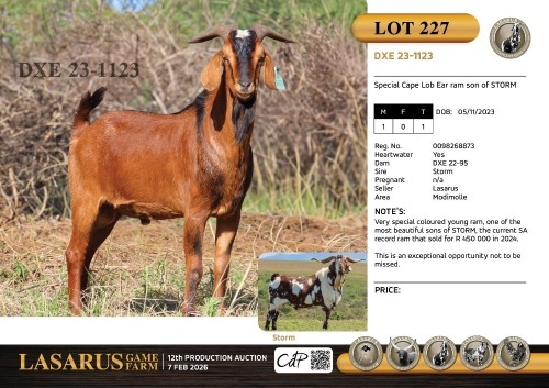 1X Special Cape Lob Ear ram son of STORM Lasarus Game Farm