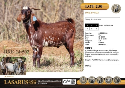 1X Young Kunene ram Lasarus Game Farm