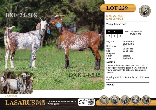 2X Young Kunene ewes Lasarus Game Farm (Pay per Animal)