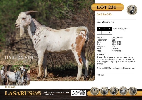1X Young Kunene ram Lasarus Game Farm