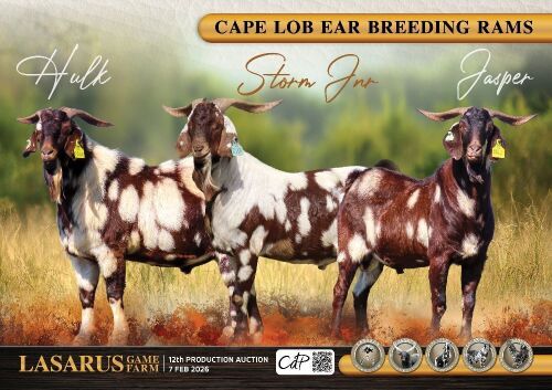 LOT 201-231 : IVG's